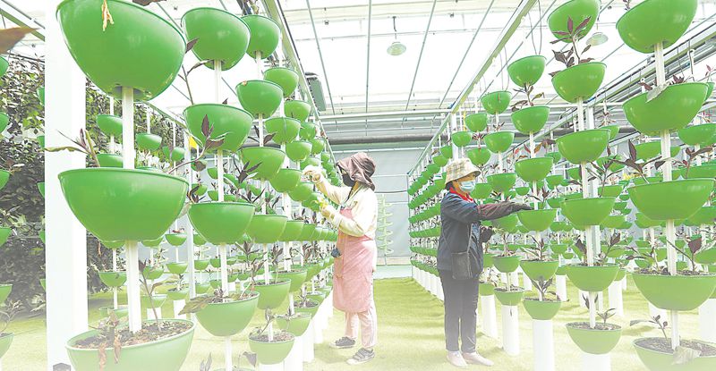 绿色农产品争上长三角“餐桌” 农业科技成核心引擎