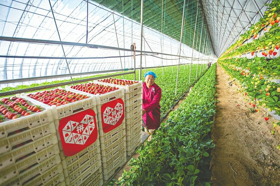 陈磊掌舵，拼多多加码农业科技 科技赋能乡村振兴的新路径